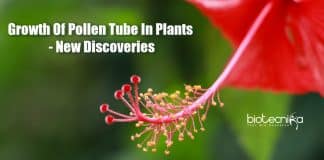 New discoveries on pollen tube growth