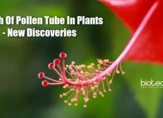 Growth Of Pollen Tube In Plants – New Discoveries New discoveries on pollen tube growth