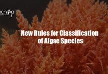 New Rules For Classification Of Algae Species – By Florida State University New rules for algae classification