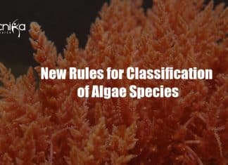 New Rules For Classification Of Algae Species – By Florida State University New rules for algae classification