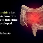 New Way to Develop Organoids That Looks & Functions Like Real Tissue Next Generation Intestinal Organoid