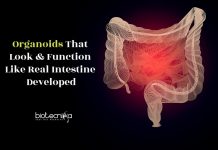 New Way to Develop Organoids That Looks & Functions Like Real Tissue Next Generation Intestinal Organoid
