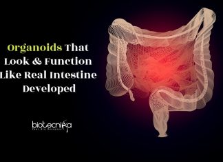 Next Generation Intestinal Organoid