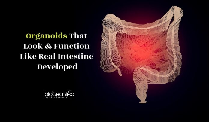 Next Generation Intestinal Organoid