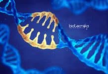 Presidency University Research Fellow Job Openings For Life Sciences Presidency University Job