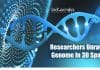 Unraveling The Genome In 3D Space – How Genome Is Folded Inside Nucleus Of Human Cells Researchers unravel genome