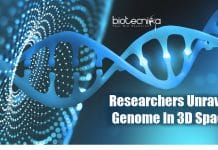 Unraveling The Genome In 3D Space – How Genome Is Folded Inside Nucleus Of Human Cells Researchers unravel genome