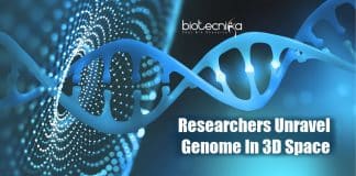 Researchers unravel genome