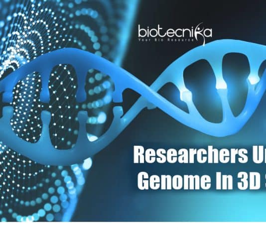 Researchers unravel genome