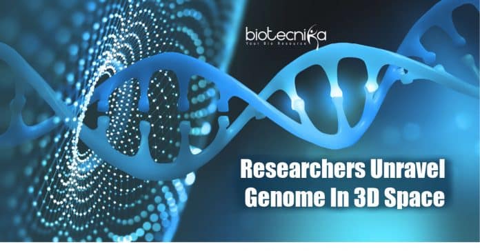 Researchers unravel genome