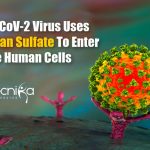 COVID-19 Virus Uses A Carbohydrate to Enter Cells – Researchers Discover SARS-CoV-2 Uses Heparan Sulfate