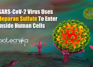 SARS-CoV-2 Uses Heparan Sulfate