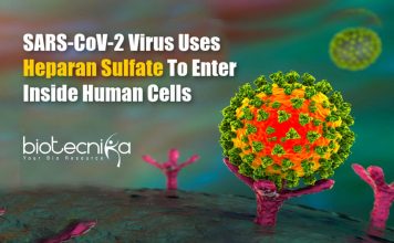 SARS-CoV-2 Uses Heparan Sulfate