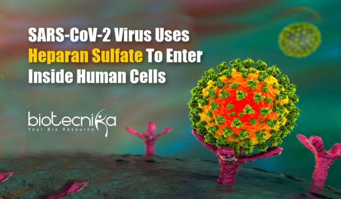 SARS-CoV-2 Uses Heparan Sulfate
