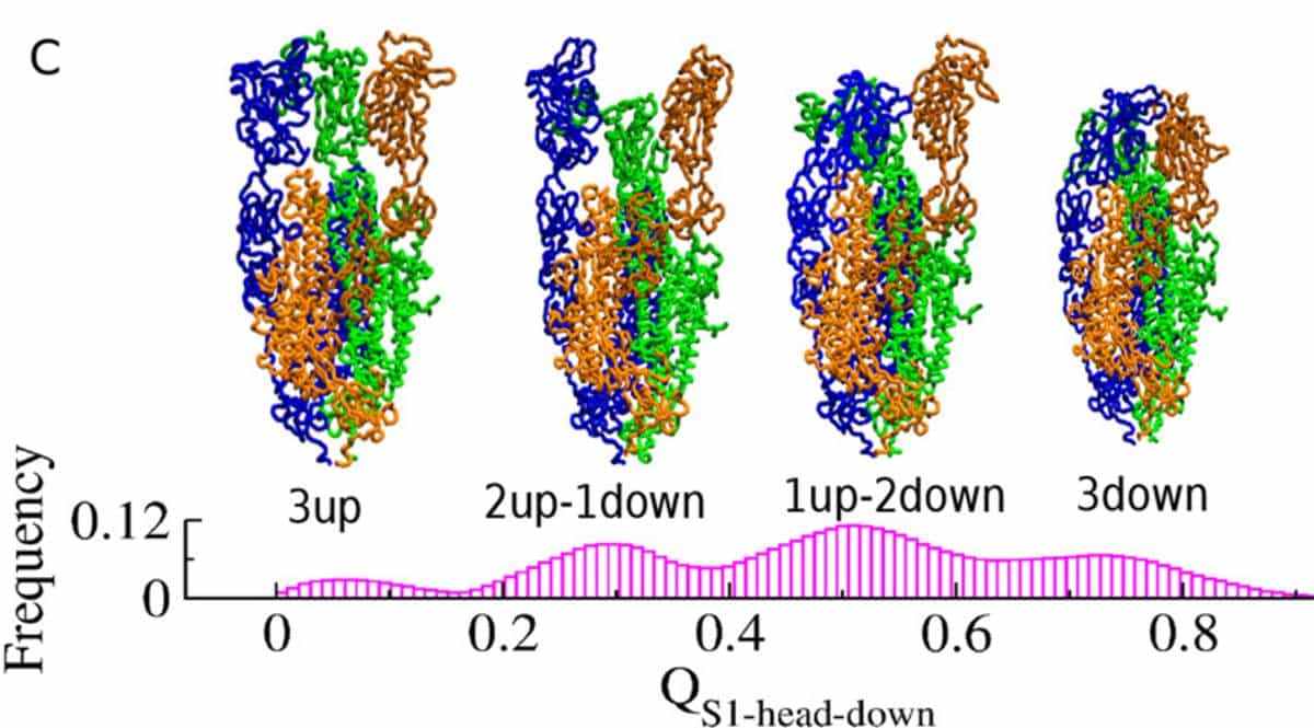 Dance of SARS-CoV-2 spike protein