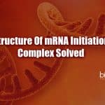 Structure Of mRNA Initiation Complex Solved By Scientists At The University Of California Structure of mRNA initiation complex