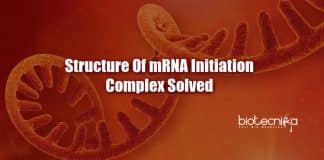Structure of mRNA initiation complex