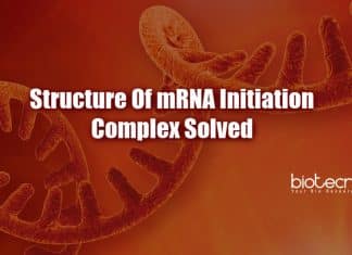 Structure of mRNA initiation complex