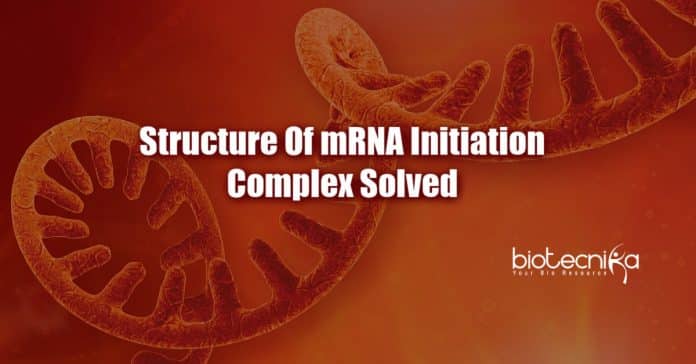 Structure of mRNA initiation complex