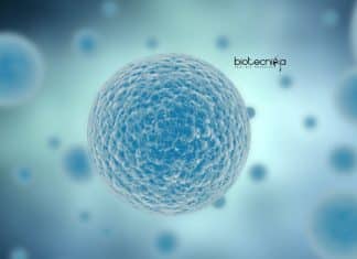 Syngene Stem Cell Biology