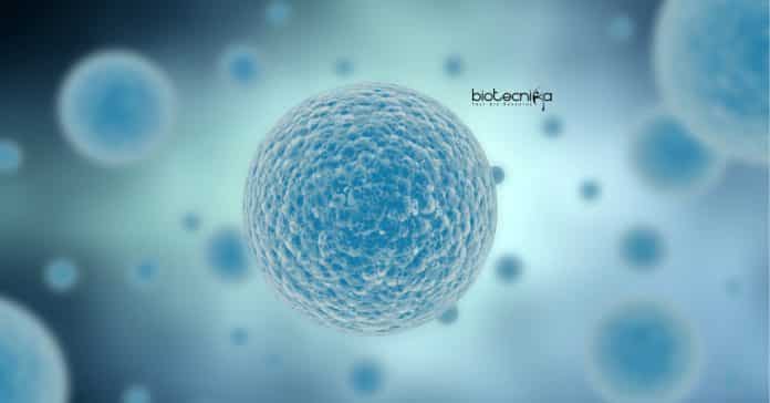 Syngene Stem Cell Biology