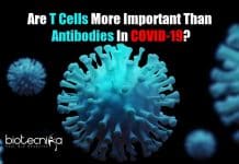 Important Factor To Be Considered While Designing COVID-19 Vaccine – T cells Or Antibodies? T cells more important than antibodies