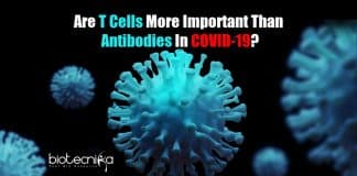 T cells more important than antibodies