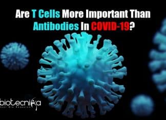 T cells more important than antibodies