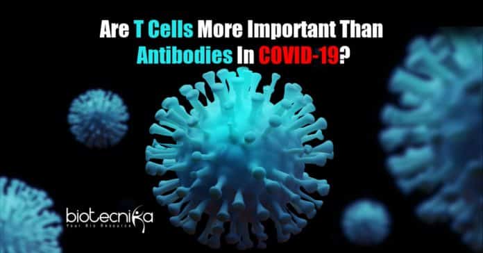 T cells more important than antibodies