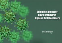 Scientists Discover Mechanism Behind How Coronavirus Hijacks Cell how coronavirus hijacks cell
