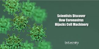 how coronavirus hijacks cell