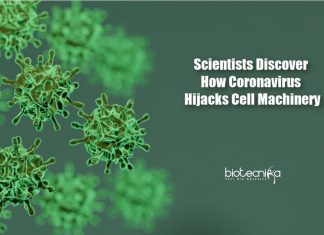 how coronavirus hijacks cell
