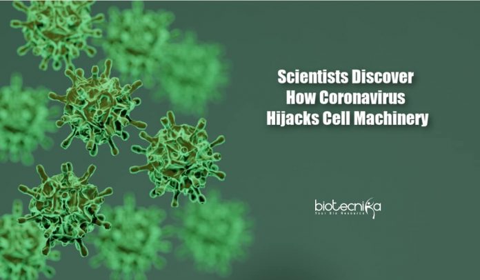 how coronavirus hijacks cell