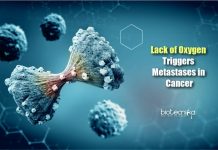 Lack of Oxygen Found to Trigger Metastases in Cancer lack of oxygen trigger metastases