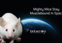 Mighty Mice Stay Musclebound In Space; Discovery of Great Benefit To Astronauts Mice stay musclebound in space
