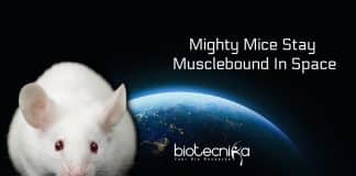 Mice stay musclebound in space