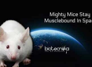 Mice stay musclebound in space