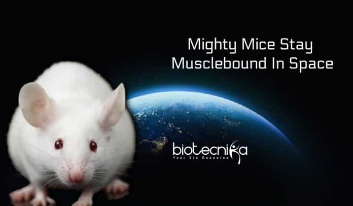Mice stay musclebound in space
