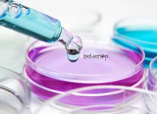 Amity Institute of Biotechnology Junior Research Fellow Recruitment AIB Amity Jobs