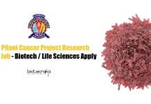 BITS Pilani Cancer Project Research Fellow Job – Biotech / Life Sciences Apply BITS Pilani Project Jobs