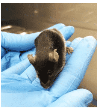 Specialized Mouse Models