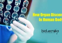 Dutch Scientists Discover New Organ During A Tumor Scan New Organ Discovered in human body