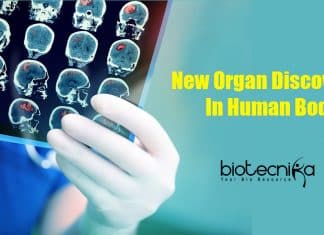 New Organ Discovered in human body