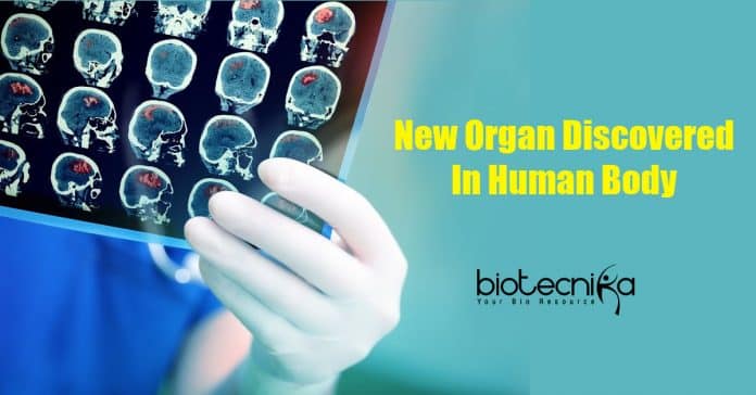 New Organ Discovered in human body
