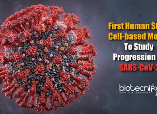 First Human Stem Cell-Based Model To Study Progression Of SARS-CoV-2 & Other Viruses First human stem cell-based model