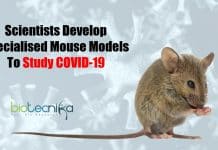 Indian Researchers Develop Specialized Mouse Models To Study Pathogenesis Of COVID-19 Specialized Mouse Models
