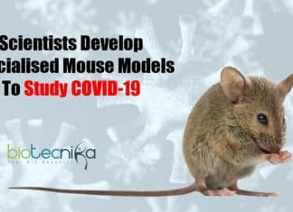 Specialized Mouse Models