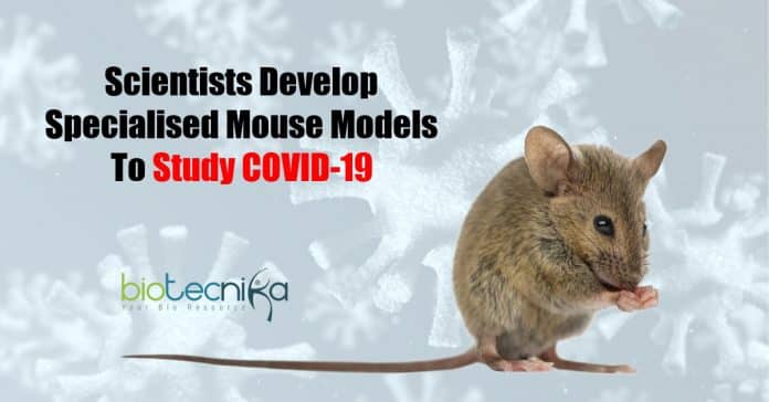 Specialized Mouse Models
