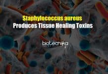 Staphylococcus aureus Bacteria Produces Tissue Healing Toxins Staphylococcus aureus Bacteria Produces Tissue Healing Toxins