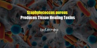 Staphylococcus aureus Bacteria Produces Tissue Healing Toxins